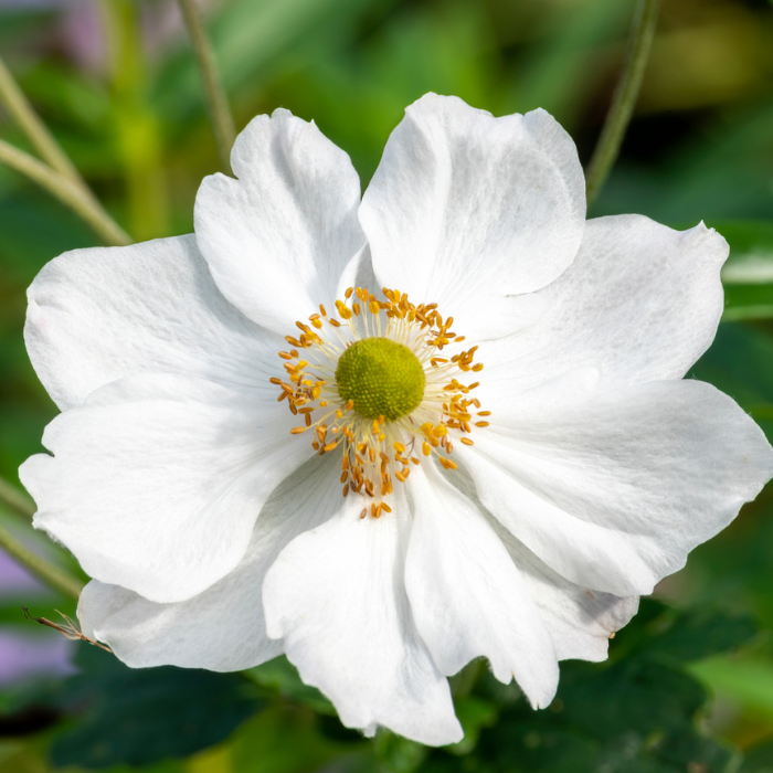ANEMONE Honorine Jobert fleurs - Pépinière La Forêt