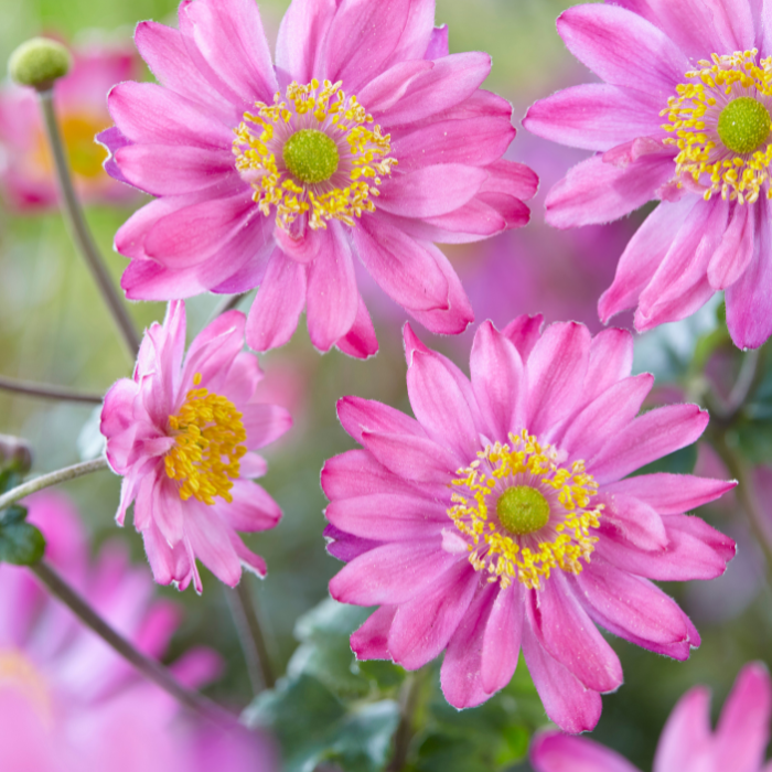 ANEMONE Pamina fleurs - Pépinière La Forêt