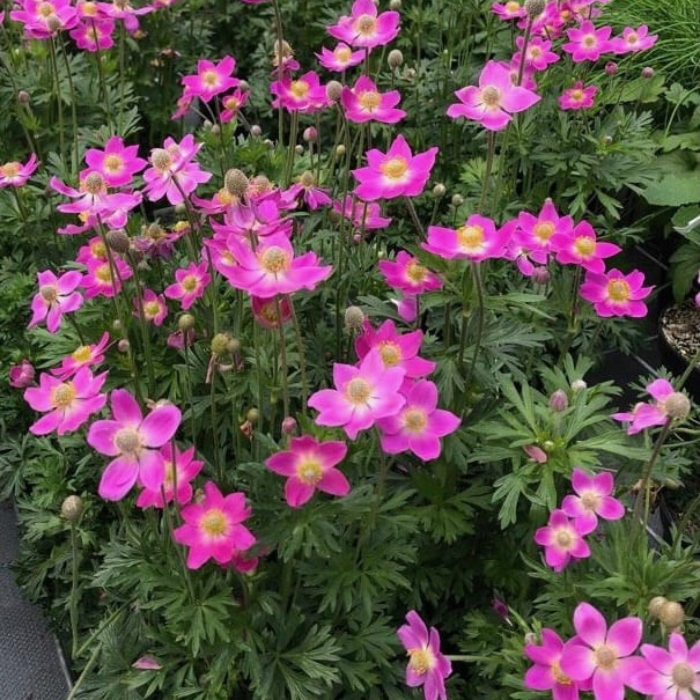 ANEMONE Spring Beauty Pink ® fleurs - Pépinière La Forêt