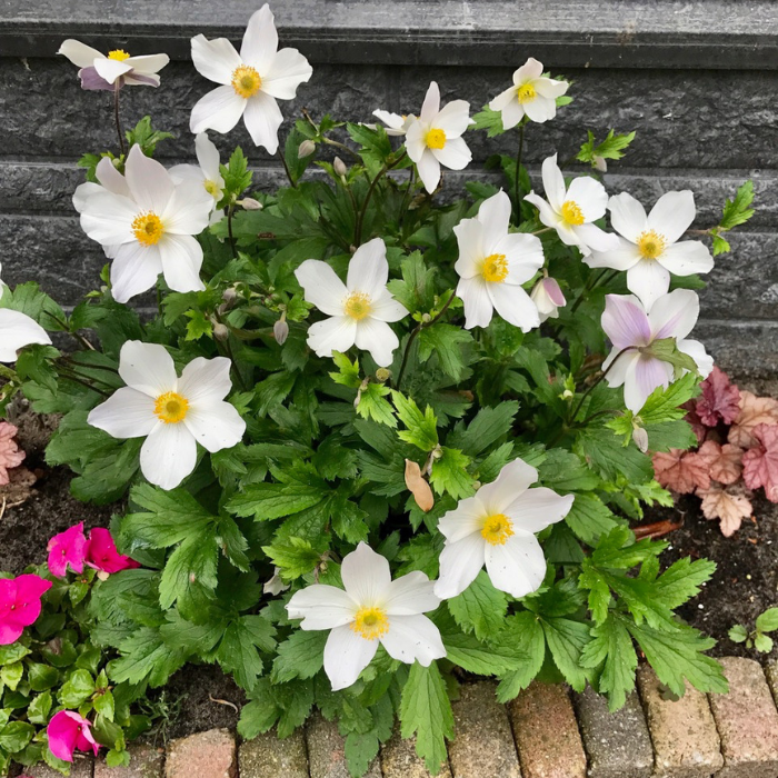 ANEMONE Wild Swan ® - Pépinière La Forêt