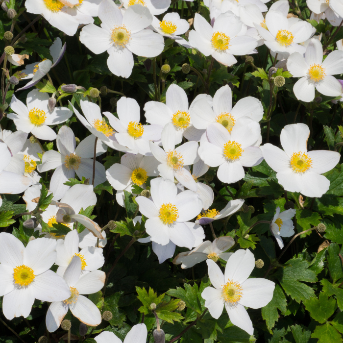 ANEMONE Wild Swan ® fleurs - Pépinière La Forêt