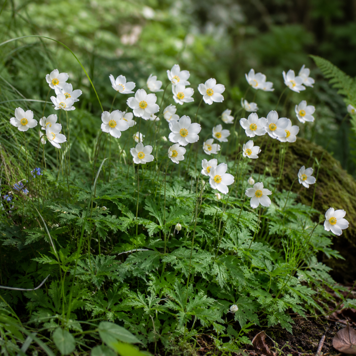 ANEMONE sylvestris  - Pépinière La Forêt