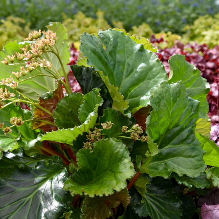 BERGENIA Ripple Effect ® feuillage - Pépinière La Forêt