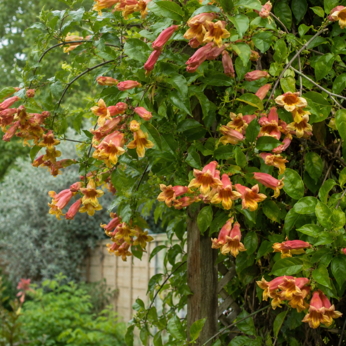 CAMPSIS capreolata  fleurs - Pépinière La Forêt