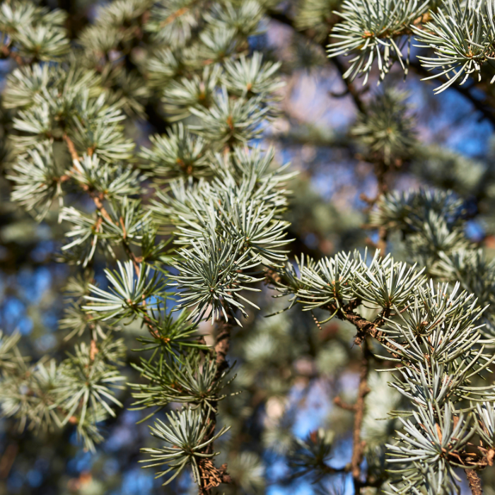 CEDRUS atlantica - Pépinière La Forêt