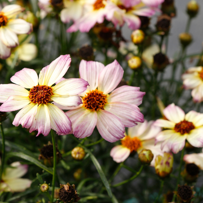 COREOPSIS Nova Jewel ®fleurs - Pépinière La Forêt