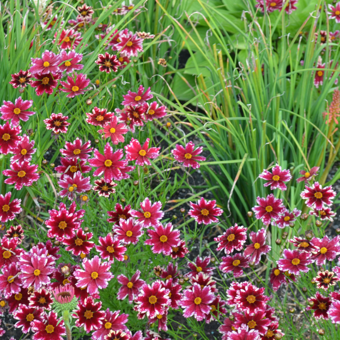 COREOPSIS Ruby Frost ® - Pépinière La Forêt