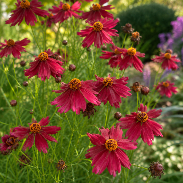 COREOPSIS verticillata Ruby Red fleurs - Pépinière La Forêt