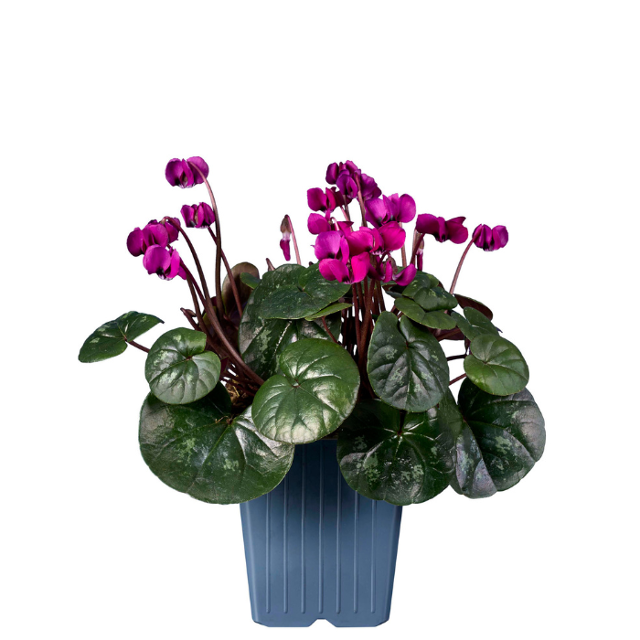 CYCLAMEN coum Koumy green leaf Dark Pink ® - Pépinière La Forêt
