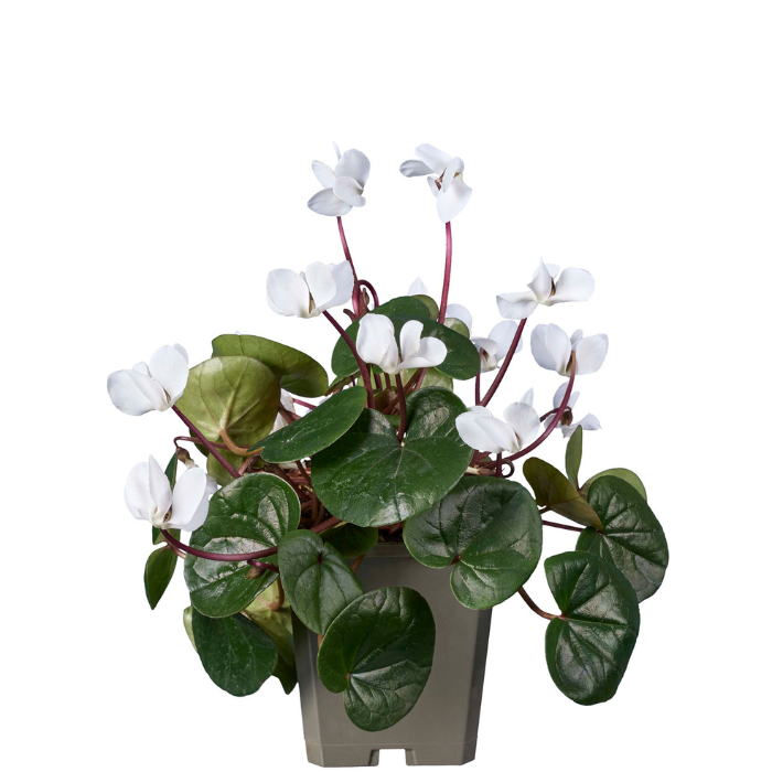 CYCLAMEN coum Koumy green leaf white ® - Pépinière La Forêt