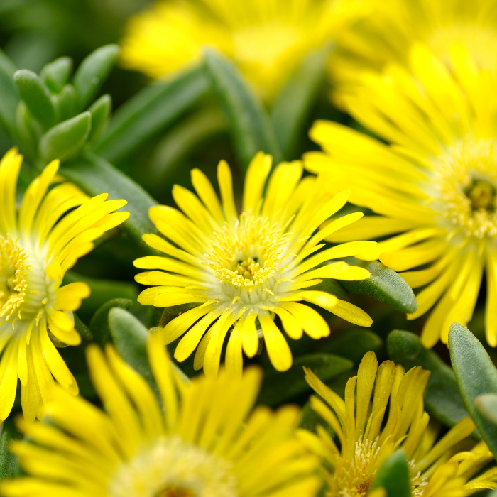 DELOSPERMA cooperi Golden Wonder ® fleurs  - Pépinière La Forêt