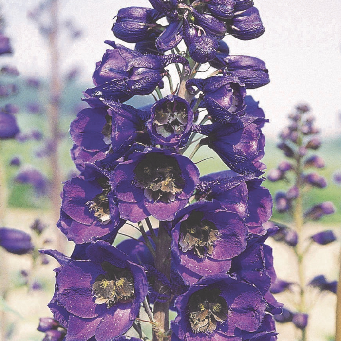 DELPHINIUM x Black Knight fleurs - Pépinière La Forêt