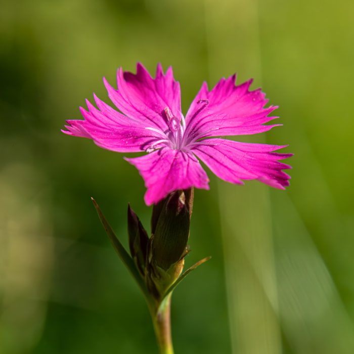 DIANTHUS carthusianorum fleurs - Pépinière La Forêt