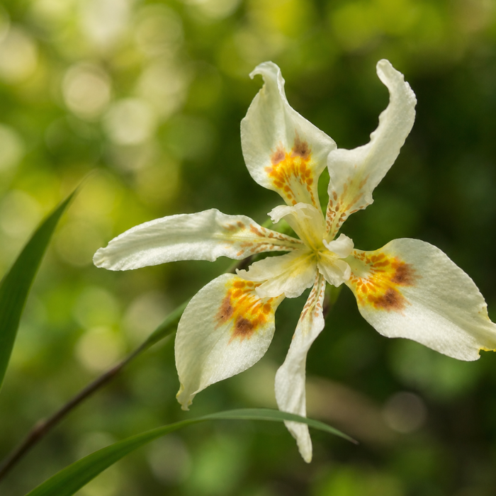 DIETES flavida fleurs - Pépinière La Forêt