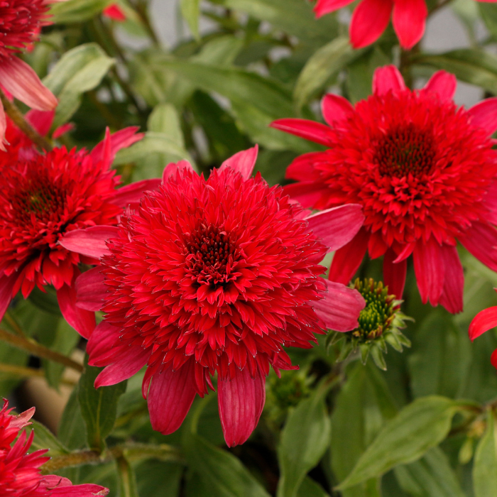 ECHINACEA Delightful Sangria ® fleurs - Pépinière La Forêt