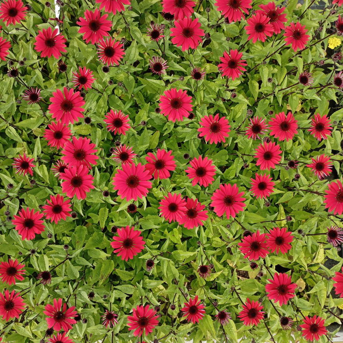 ECHINACEA Panama Red ® - Pépinière La Forêt