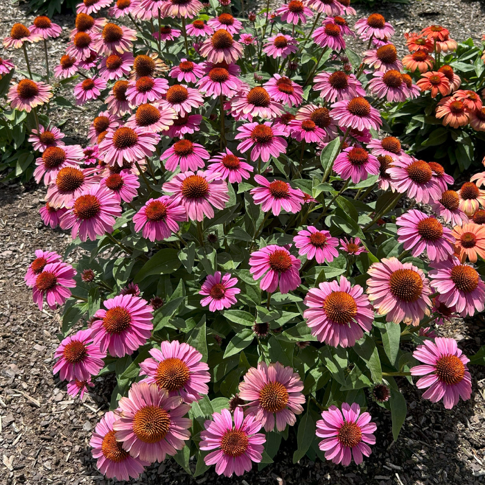 ECHINACEA Panama Rose ® - Pépinière La Forêt