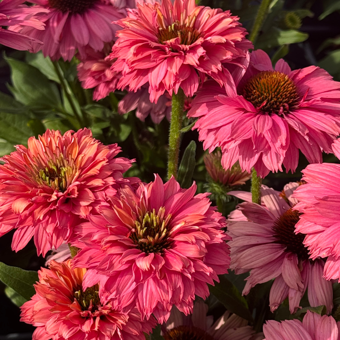 ECHINACEA SunSeekers Pink GrapeFruit ® fleurs - Pépinière La Forêt