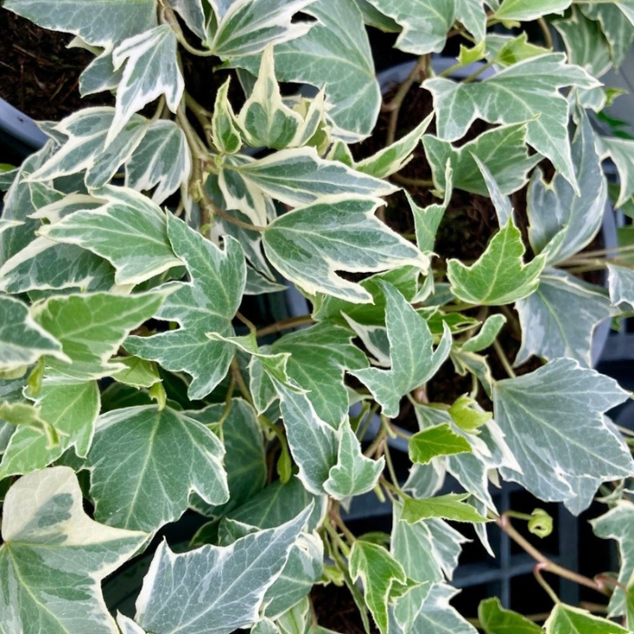 HEDERA helix White Ripple feuillage - Pépinière La Forêt