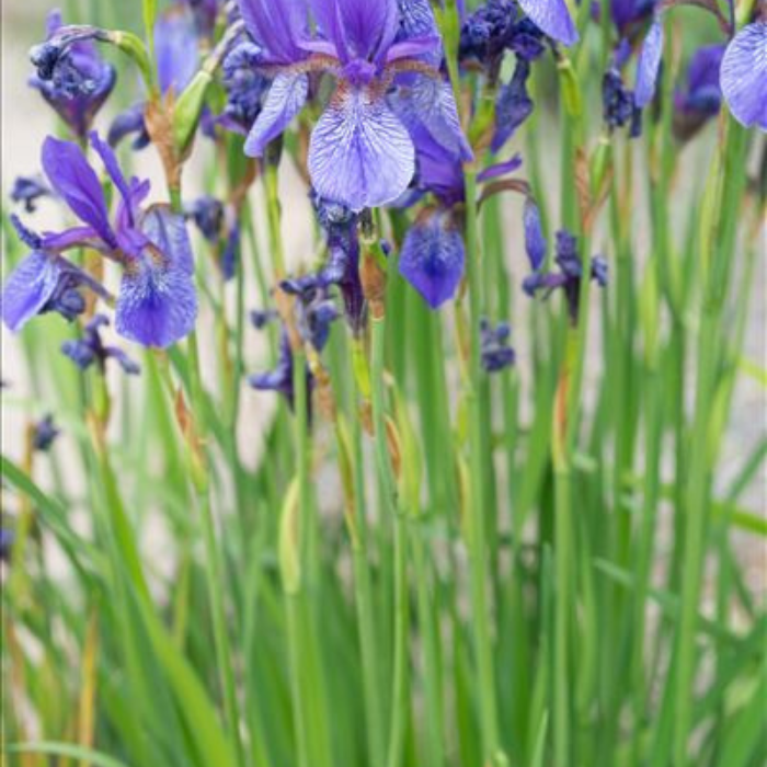IRIS sibirica fleurs - Pépinière La Forêt
