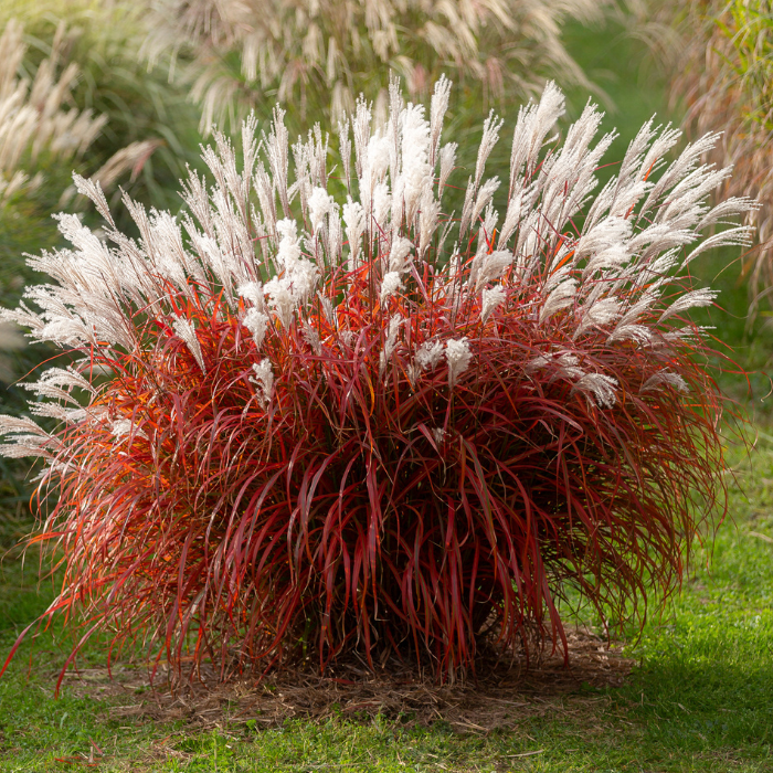 MISCANTHUS sinensis Lady in Red ® feuillage  - Pépinière La Forêt