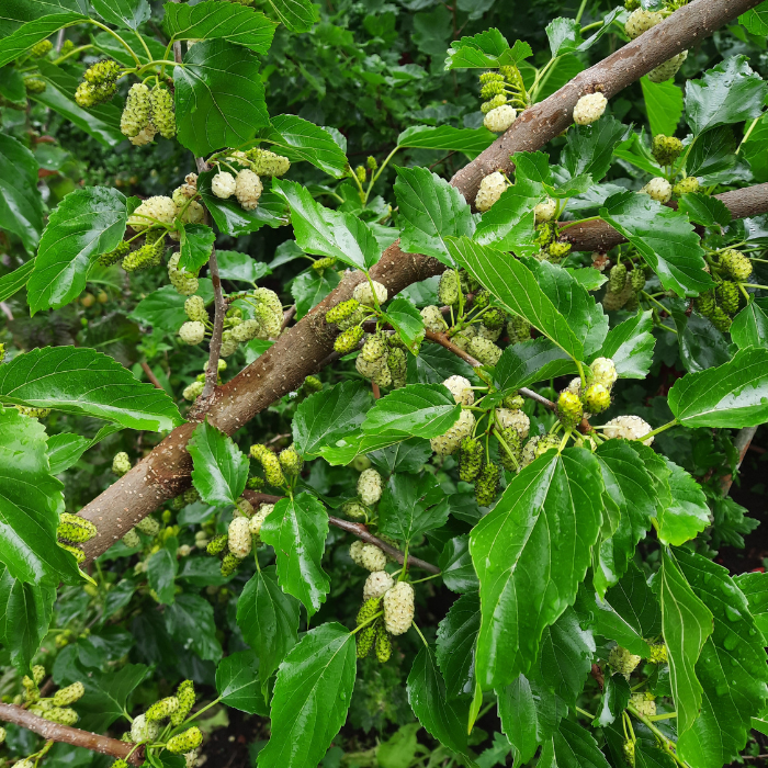 MORUS alba Carman feuillage - Pépinière La Forêt
