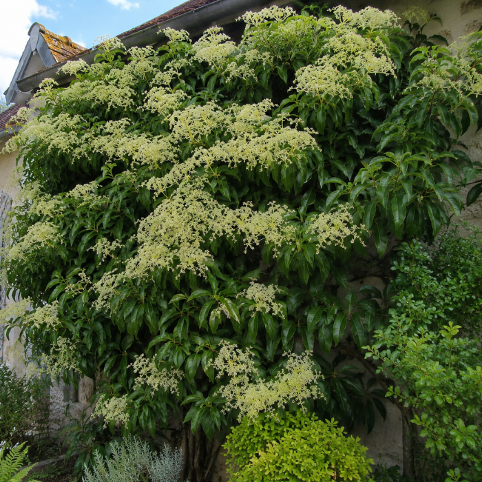 PILEOSTEGIA viburnoides fleurs - Pépinière La Forêt