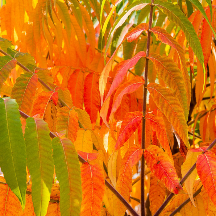 RHUS typhina feuilles - Pépinière La Forêt