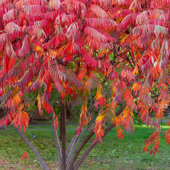 RHUS typhina feuilles - Pépinière La Forêt