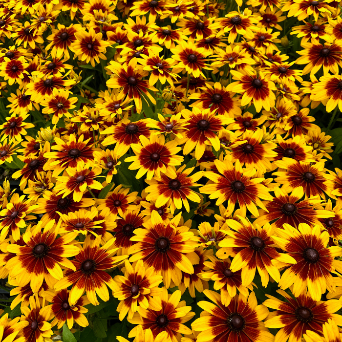 RUDBECKIA MiniBeckia Flame ® fleurs - Pépinière La Forêt