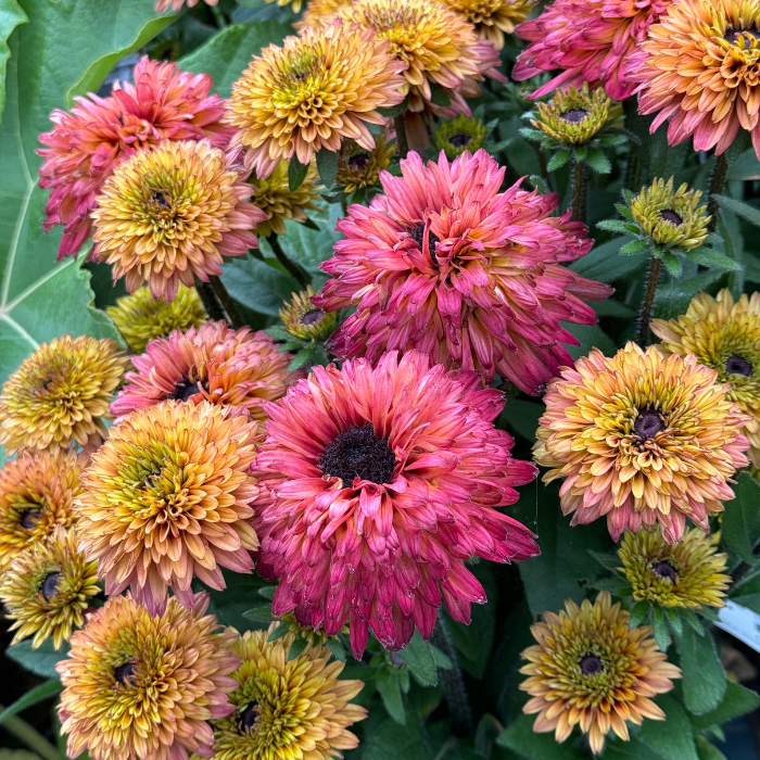 RUDBECKIA Summerina Glow Sugar ® fleurs - Pépinière La Forêt