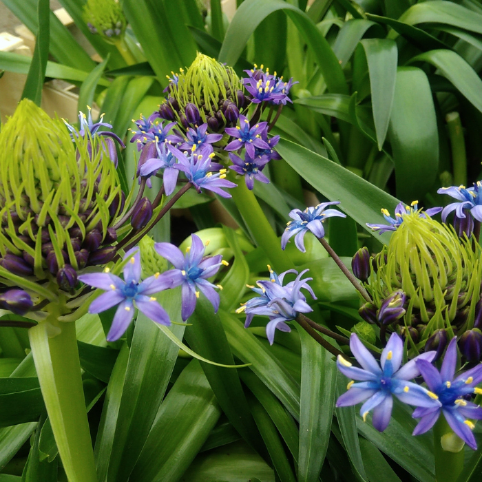 SCILLA peruviana - Pépinière La Forêt