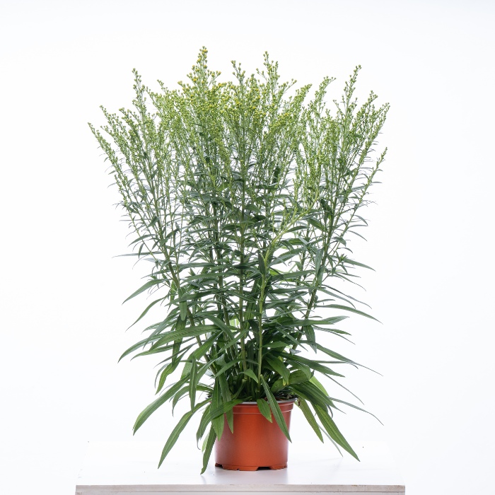 SOLIDAGO Solar Glory ® feuillage - Pépinière La Forêt