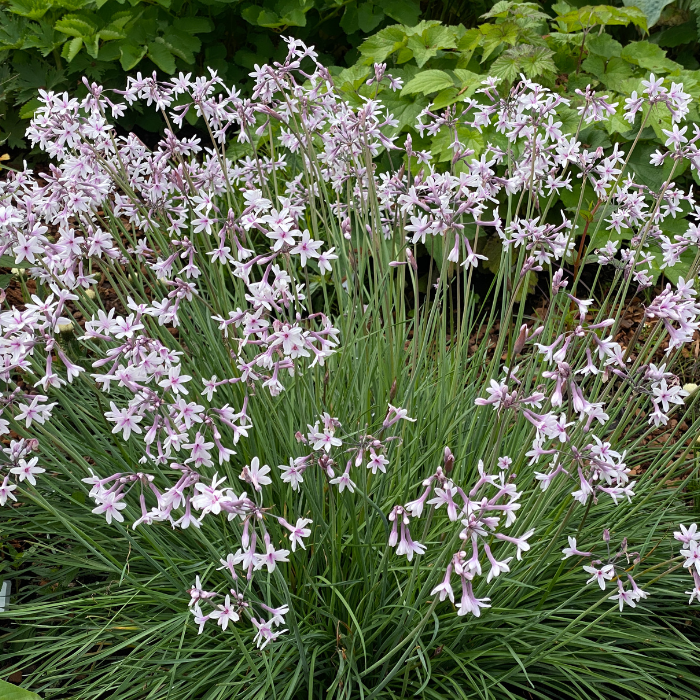 TULBAGHIA Purple Eye ®  fleurs - Pépinière La Forêt