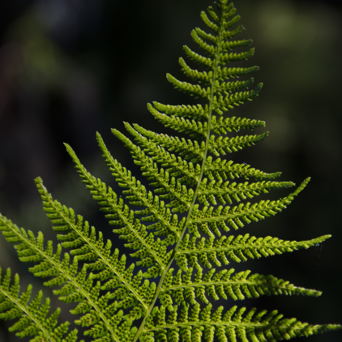 WOODWARDIA fimbriata feuille - Pépinière La Forêt