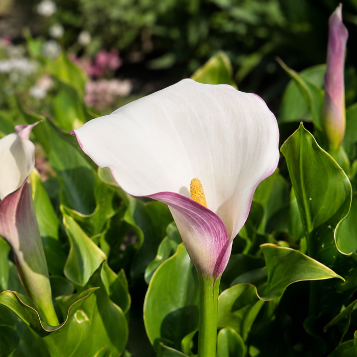 ZANTHEDESCHIA Purple White ® fleurs - Pépinière La Forêt