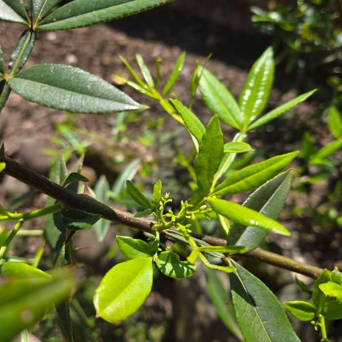 ZANTHOXYLUM armatum = Timut feuillage - Pépinière La Forêt