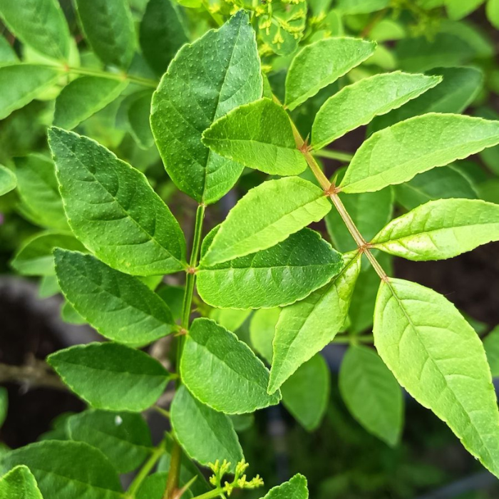 ZANTHOXYLUM coreanum gros plan feuillage - Pépinière La Forêt
